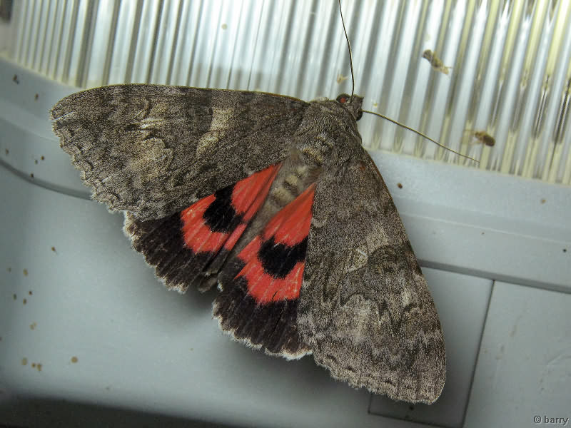 Catocala nupta (Linnaeus, 1767)